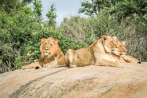 Zoo de Beauval : un endroit de diversité et de beauté