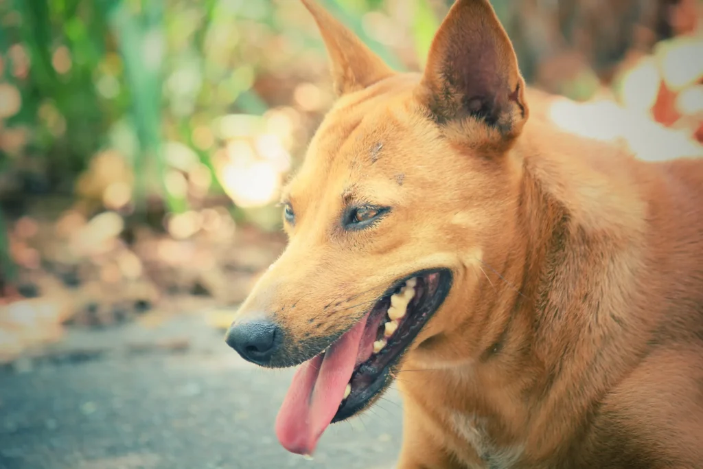 Bravecto Chien : tout savoir sur ce médicament antiparasitaire bravecto chien