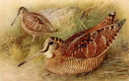 migration bécasse 2023 2024