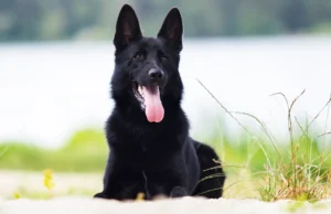 Que faut-il savoir sur le berger allemand noir ? berger allemand noir couché