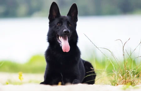 Que faut-il savoir sur le berger allemand noir ? berger allemand noir couché