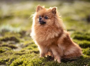 Pomeranian : guide complet sur ce petit chien pomeranian assis dans la nature