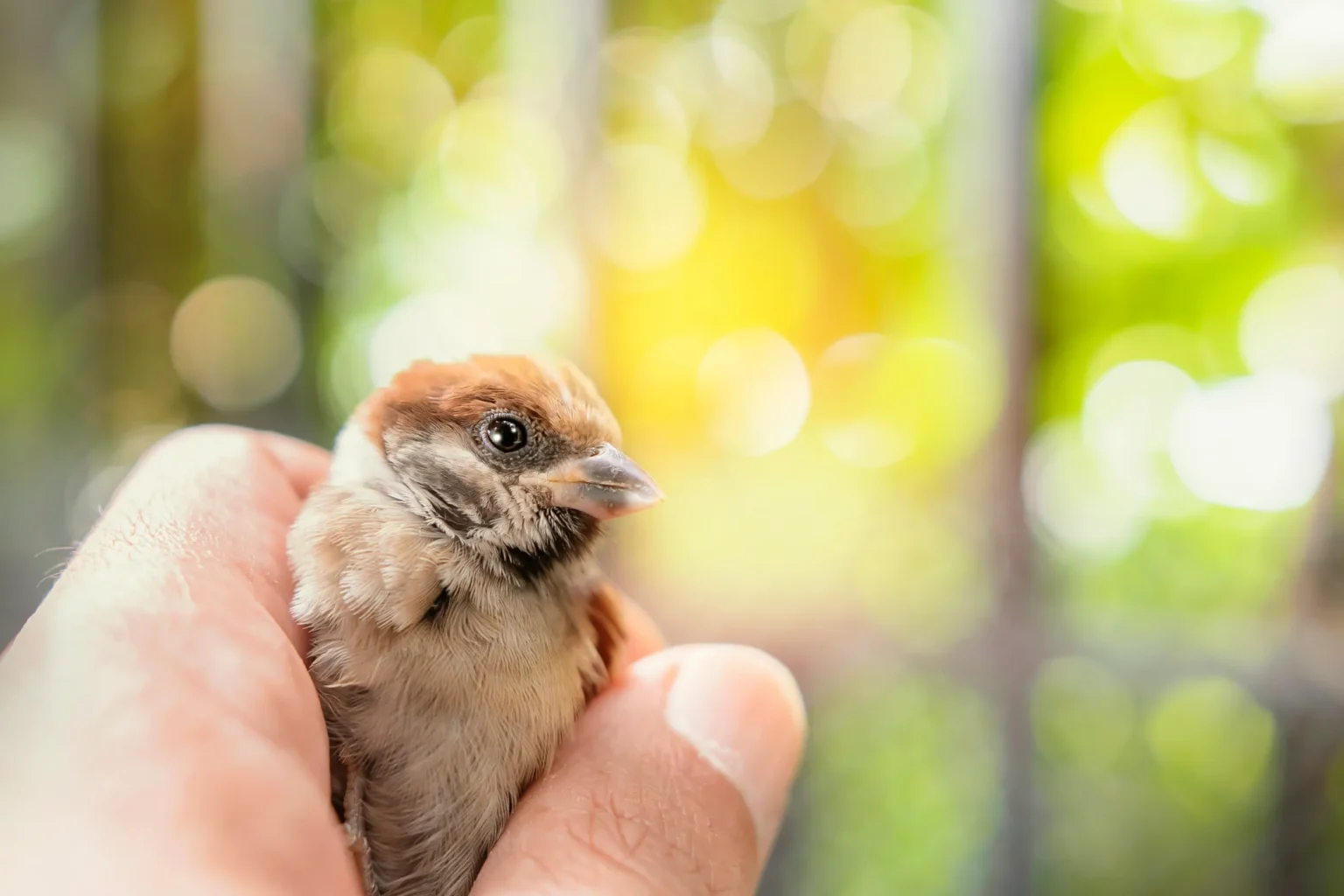 Combien de temps un oisillon peut rester sans manger ? un oisillon dans une main humaine
