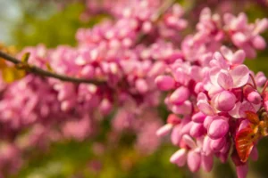 Arbre de Judée : inconvénients