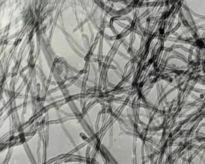 nanotubes de carbone au microscope