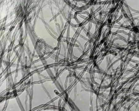 nanotubes de carbone au microscope
