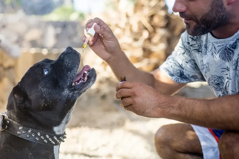 donner du CBD à son chien