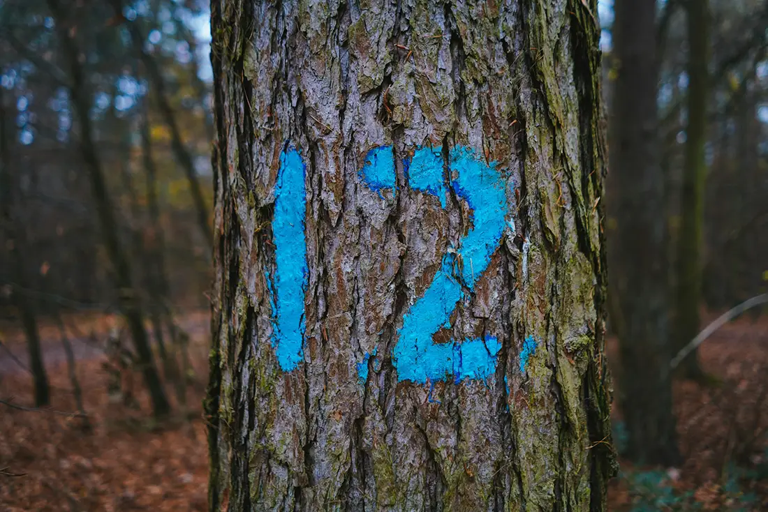 chiffre 12 sur un arbre