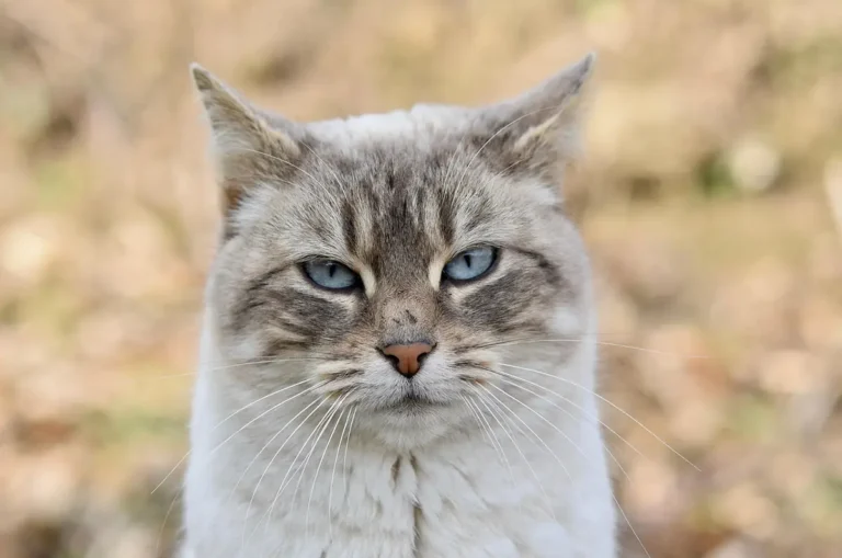 Mon chat me méprise