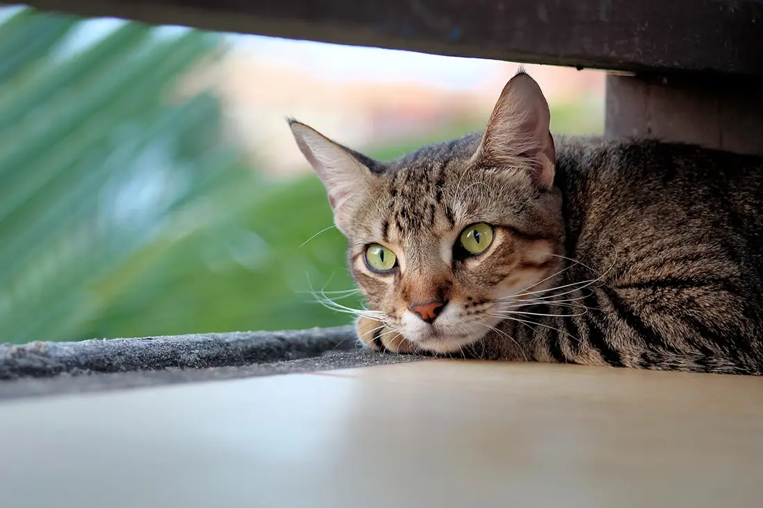 chat qui s'ennuie