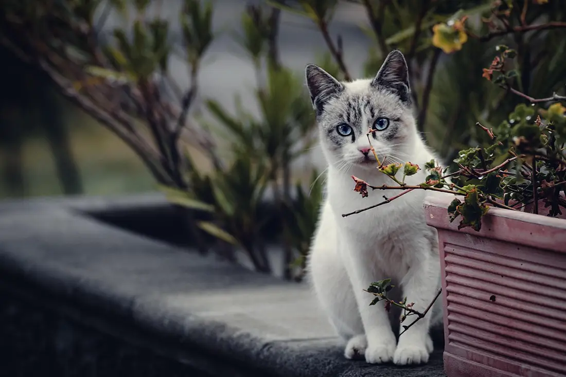 langage corporel du chat