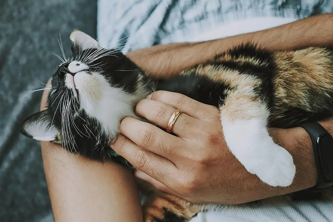 lien de confiance avec le chat