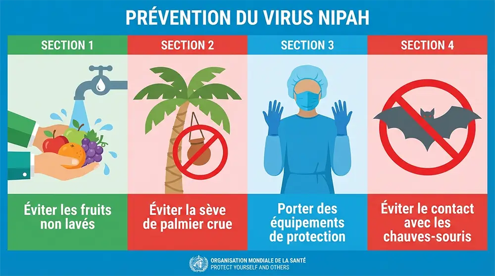 Guide visuel des mesures de prévention contre le virus Nipah : lavage des fruits, éviter le jus de palmier brut et utiliser des équipements de protection