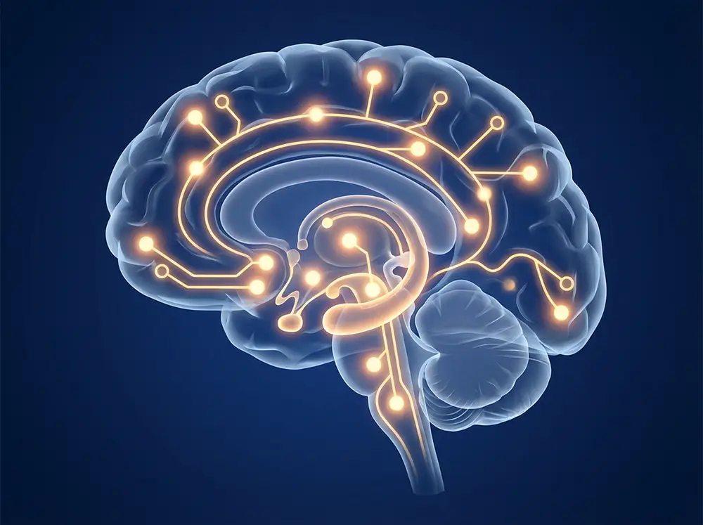 Illustration du cerveau humain avec zones lumineuses représentant la dopamine et le circuit de la récompense activé par le sucre